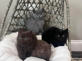 British Shorthair kittens