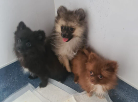 Miniature Pomeranians - Merle colours - 3 Girls - Ready to go