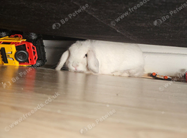 Beautiful mini lop female