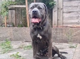 Cane corso female 1yr 8 months