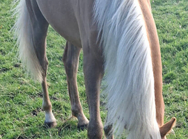 REGISTERED SEC B PALOMINO FILLY