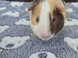 Smooth coat boar for sale !