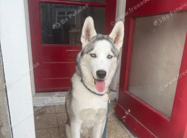 7 month old male husky pup