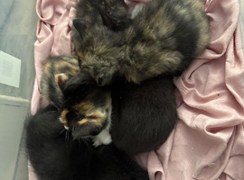 Norwegian forest x kittens