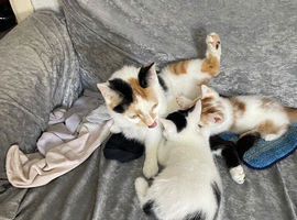 Kitten for sale