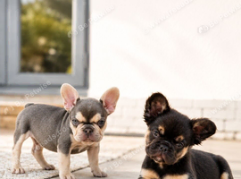 Health test clear french bulldog puppy