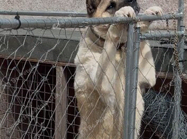 Male Akita