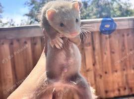 Ferrets 10 weeks old