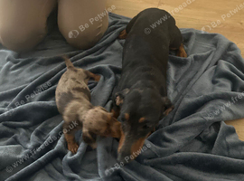 Miniature dachshund (1 male)