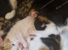 Beautiful Calico Rescue kitten ready for Reserving
