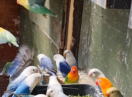 Lovebirds for sale