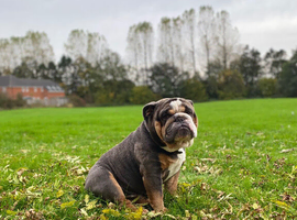 English Bulldog Stud &ndash; Blue/Lilac & Tan | Exceptional Temperament