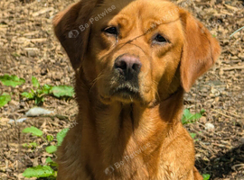 KC registered female Labrador