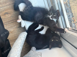 10 weeks old kittens