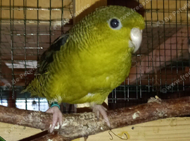 Male Olive Linnie for sale