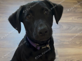 Stunning female Labrador