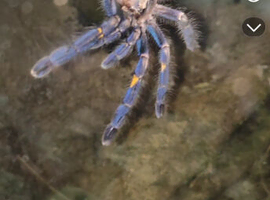 P Metallica tarantula