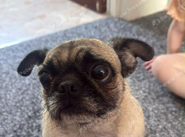 Mabel