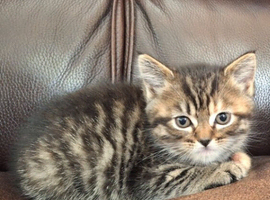 8 week old female kitten