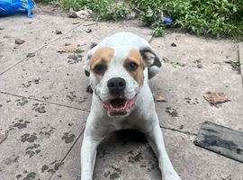 American bulldog