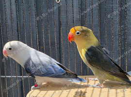 Fischer Lovebirds (Pair) with Cage Included