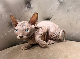 Only ONE Sphynx kitten left!