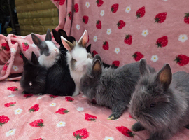 Mini plush lop ☆8weeks Ready now