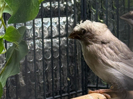4 Bengali finches 2 are crested and one white with red eye