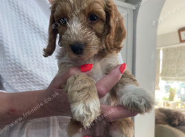 F1  beautiful  cockapoos health tested parents