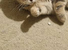 British short hair kittens