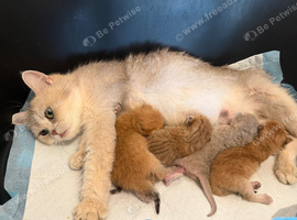 Beautiful rare  blue golden girl bsh