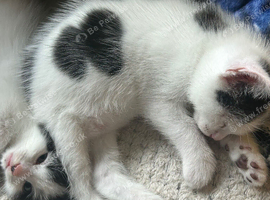 Male black and white kitten