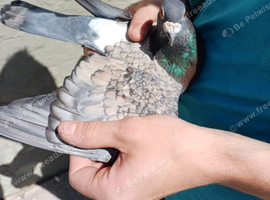 Racing Pigeon Cock Bird Rare colour Cock