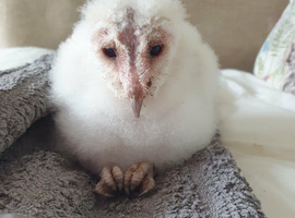 Common Barn Owl babies