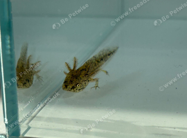 Axolotl