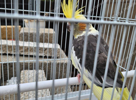 Pair cockateils