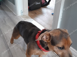 12month old blue and tan jack russle