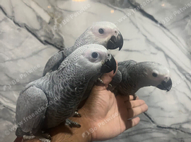 Handreared Friendly Super Tame Cuddly African Grey Parrot,24