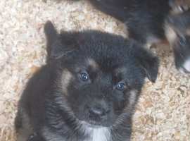 German shepherd puppies