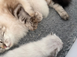 3 ragdoll/ Siamese kittens