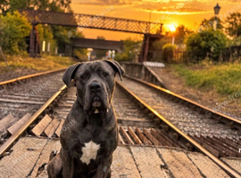 3 year old brindle Cane Corso