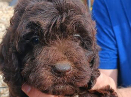 Cockapoo puppy F1 ️ ready to leave ️
