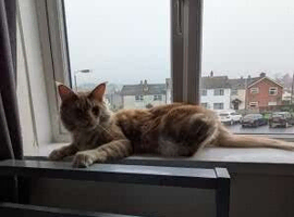 full breed maine coon kittens