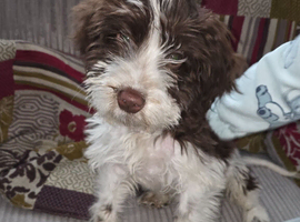 Male Cockapoo Puppy