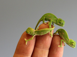Yeman/valid chameleons