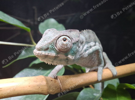 Panther Chameleons