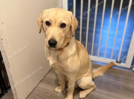 Urgently rehome