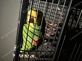 Double yellow headed Amazon Glasgow
