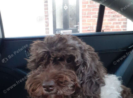 Poodle puppies