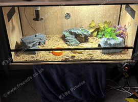 2 female leapard geckos and full set up